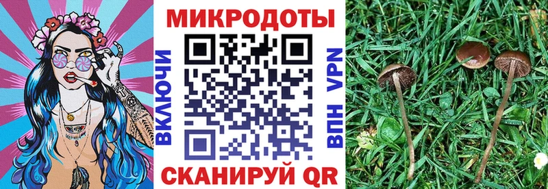 где можно купить   Багратионовск  Псилоцибиновые грибы GOLDEN TEACHER 